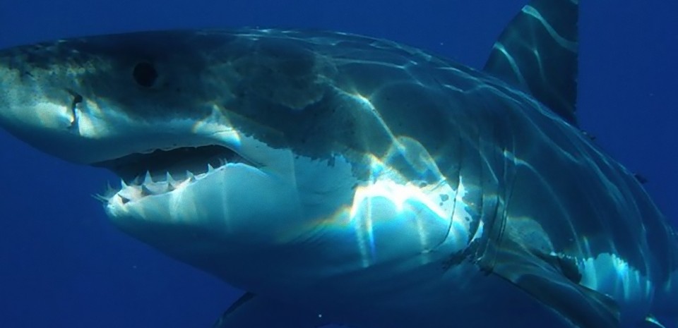 Vacances extrêmes, un requin blanc happe la cage d'une plongeuse
